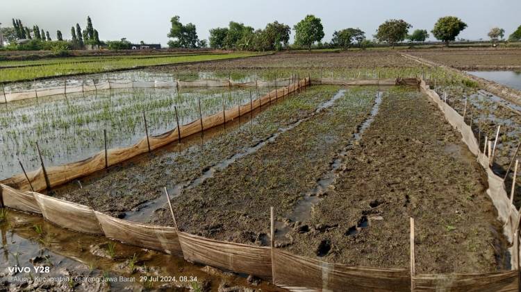 16 Hari Tanpa Kejelasan, Petani Nekad Gunakan Air Sungai Sisa Kebocoran Pipa Pertamina CuplikCom-16-Hari-Tanpa-Kejelasan,-Petani-Nekad-Pakai-Air-Sungai-Sisa-Kontaminasi-Crude-Oil-Kebocoran-Pipa-Pertamina-29072024150233-IMG-20240729-WA0002.jpg