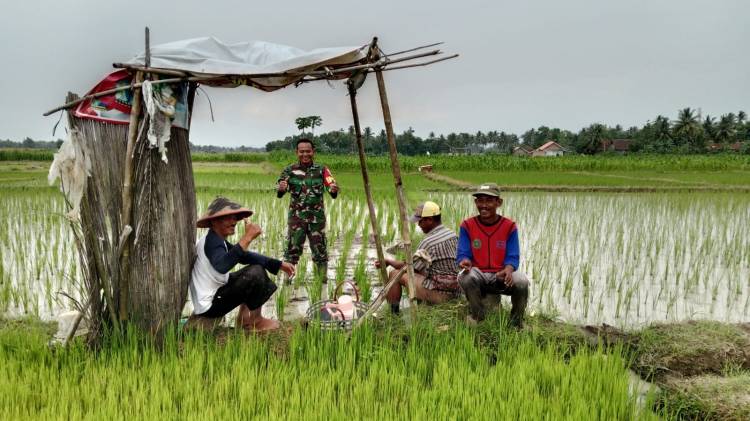 CuplikCom-Babinsa-Kodim-0421Ls,-Komsos-Sekaligus-Beri-Masukkan-kepada-Petani-Padi-05082023135544-IMG-20230805-WA0014.jpg