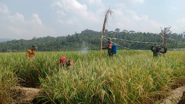 CuplikCom-Babinsa-Kodim-0421Ls-implementasikan-Perintah-Kasad-Dengan-Membantu-Petani-04092023112903-IMG-20230904-WA0008.jpg