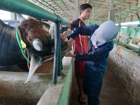DKPP Siapkan Tim Khusus Untuk Pemeriksaan Hewan Kurban CuplikCom-DKPP-Siapkan-Tim-Khusus-Untuk-Pemeriksaan-Hewan-Kurban-28062023105216-1687924087041.jpg