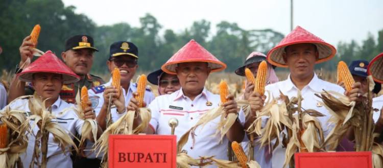 CuplikCom-Hadiri-Panen-Raya-Jagung,-Bupati-Nanang-Ermanto-Dorong-Daerah-Tingkatkan-Komoditas-Pangan-10082022143004-IMG-20220810-WA0014-864x380.jpg