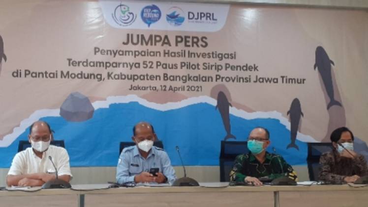 CuplikCom-KKP-Kelainan-Sensor-jadi-Penyebab-52-Ekor-Paus-Terdampar-di-Bangkalan-12042021151349-20210412_150152.jpg