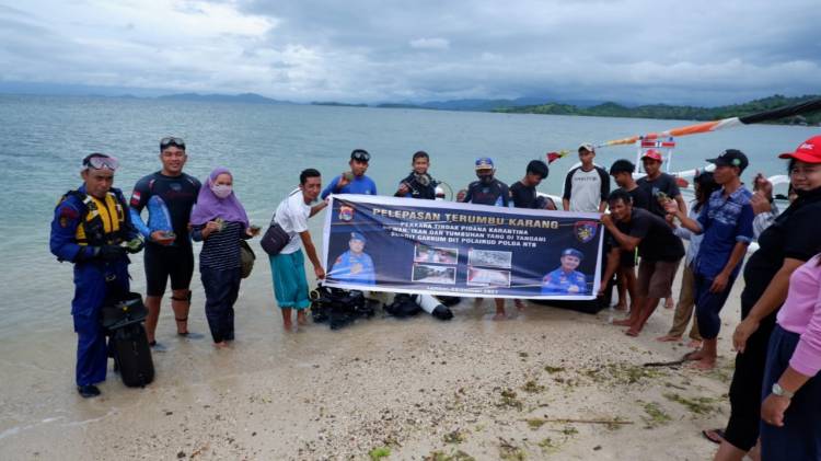 CuplikCom-KKP-Tanam-1260-Karang-Hias-Hasil-Sitaan-di-Perairan-Lombok-01022021115023-20210201_114018.jpg