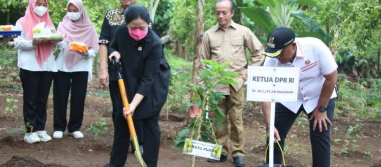 Kunjungi Lamsel, Ketua DPR RI Puan Maharani Tanam Pohon Alpukat Hingga Panen Madu Lebah Trigona Sp CuplikCom-Kunjungi-Lamsel,-Ketua-DPR-RI-Puan-Maharani-Tanam-Pohon-Alpukat-Hingga-Panen-Madu-Lebah-Trigona-Sp-25082022181302-IMG-20220825-WA0020-864x380.jpg
