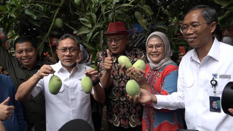Mangga Indramayu Laris Manis, Menteri Perdagangan RI Zulkifli Hasan Borong Buah Mangga 1 Ton CuplikCom-Mangga-Indramayu-Laris-Manis,-Menteri-Perdagangan-RI-Zulkifli-Hasan-Borong-Buah-Mangga-1-Ton-13102022213024-IMG-20221013-WA0006.jpg