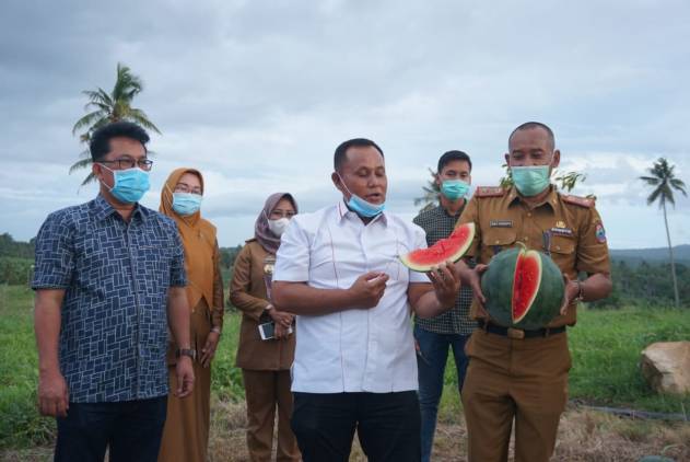 CuplikCom-Nanang-Ermanto-Panen-Buah-Semangka,-Bibit-Lima-Bulan-Dua-Kali-Panen-15122020235839-IMG-20201215-WA0045.jpg
