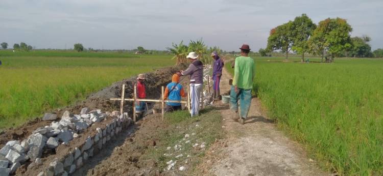 CuplikCom-P3A-Bakti-Tani-Jaya-Desa-Gabuswetan-Kerjakan-Peningkatan-Jaringan-Irigasi-29082024101334-IMG-20240828-WA0139.jpg