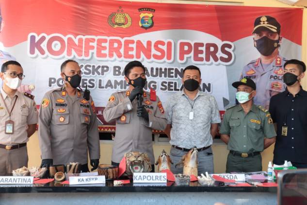 Polres Lamsel, Berhasil Gagalkan Penyelundupan Kulit Harimau Sumatera dan Hewan Dilindungi CuplikCom-Polres-Lamsel,-Berhasil-Gagalkan-Penyelundupan-Kulit-Harimau-Sumatera-dan-Hewan-Dilindungi-10092021195004-IMG-20210910-WA0064.jpg