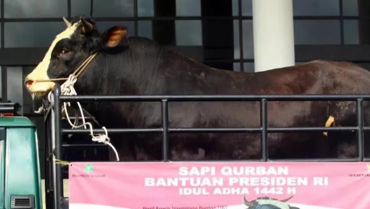CuplikCom-Presiden-Jokowi-Siapkan-35-Ekor-Sapi-Kurban-di-Idul-Adha-1442-H-15072021201717-20210715_201244.jpg