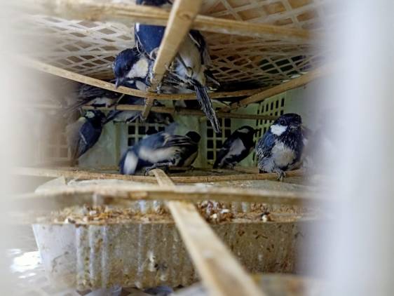 CuplikCom-Ribuan-Burung-Yang-akan-Diselundupkan-ke-Pulau-Jawa-Berhasil-Digagalkan-KSKP-Bakauheni-02082021170419-IMG-20210802-WA0047.jpg