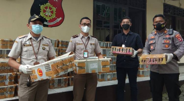 Ribuan Satwa Liar Diamankan Kepolisian Kawasan Pelabuhan KSKP Bakauheni Lamsel CuplikCom-Ribuan-Satwa-Liar-Diamankan-Kepolisian-Kawasan-Pelabuhan-KSKP-Bakauheni-Lamsel-16062021132453-IMG_20210616_131458.jpg