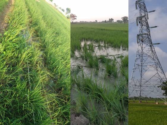 CuplikCom-Sawah-Rusak-Akibat-Kabel-Sutet-Putus,-Petani-Tuntut-Ganti-Rugi-08082021120830-20210808_120427.jpg