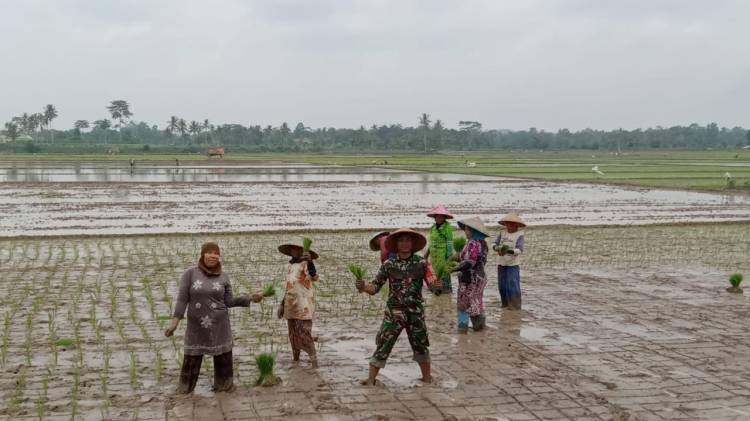 CuplikCom-Tingkatkan-Ketahanan-Pangan,-Babinsa-Kodim-0421Ls-Bantu-Petani-Tanam-Padi-12082023123503-IMG-20230812-WA0036.jpg