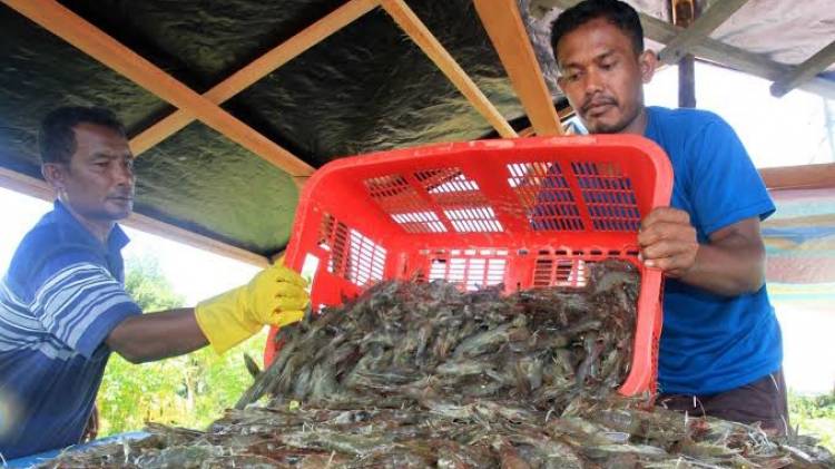 CuplikCom-Tingkatkan-Produksi,-KKP-Gelontorkan-2,1-juta-Benih-Udang-di-Aceh-21072021192053-20210721_191624.jpg