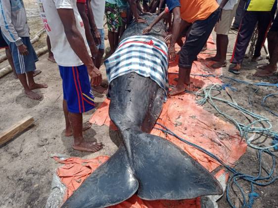 Warga Kepulauan Aru Kuburkan Paus Terdampar dengan Ritual Adat CuplikCom-Warga-Kepulauan-Aru-Kuburkan-Paus-Terdampar-dengan-Ritual-Adat-15032021140417-WhatsApp_Image_2021-03-15_at_13.16.22.jpeg