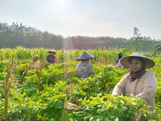 CuplikCom-Wujud-Kebersamaan-Dengan-Warga-Babinsa-Kodim-0421Ls-Bantu-Petani-Panen-Cabe-14082023133249-IMG-20230814-WA0026.jpg