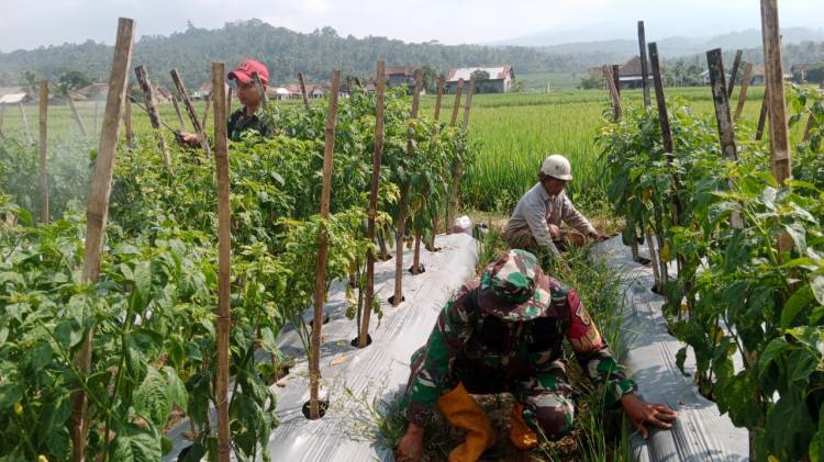 Wujudkan Ketahanan Pangan, Babinsa Kodim 0421/LS Aktif Lakukan Pendampingan Pada Petani Cabe CuplikCom-Wujudkan-Ketahanan-Pangan,-Babinsa-Kodim-0421LS-Aktif-Lakukan-Pendampingan-Pada-Petani-Cabe-11092023121406-IMG-20230911-WA0021.jpg